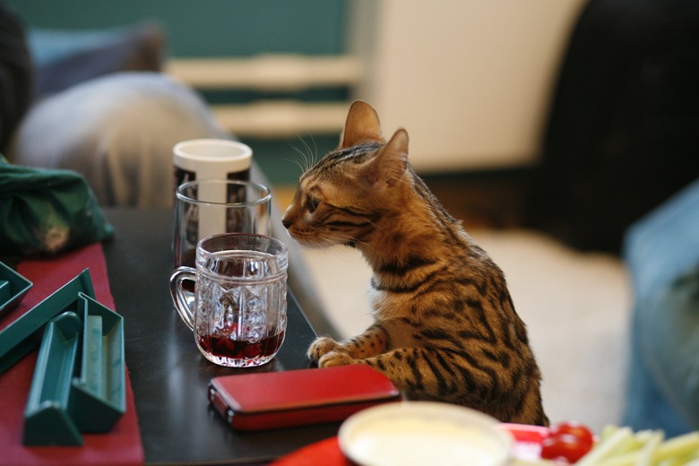 cat wine